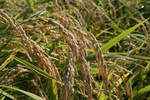 20081019寒北斗稲刈り03.jpg
