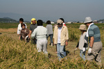 20081019寒北斗稲刈り04.jpg