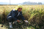 20081019寒北斗稲刈り05.jpg