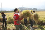 20081019寒北斗稲刈り07.jpg