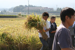 20081019寒北斗稲刈り08.jpg