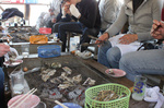 201003鍋島牡蛎04.jpg