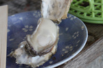 201003鍋島牡蛎06.jpg
