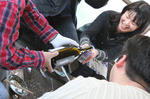 201003鍋島牡蛎09.jpg