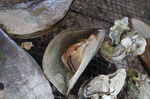 201003鍋島牡蛎12.jpg