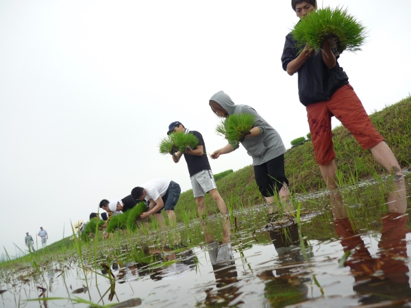 玉の井酒造田植え20080601.jpg