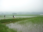 玉の井酒造田植え20080602.jpg