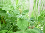 玉の井酒造田植え20080603.jpg