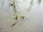 玉の井酒造田植え20080604.jpg