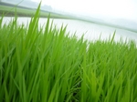 玉の井酒造田植え20080607.jpg