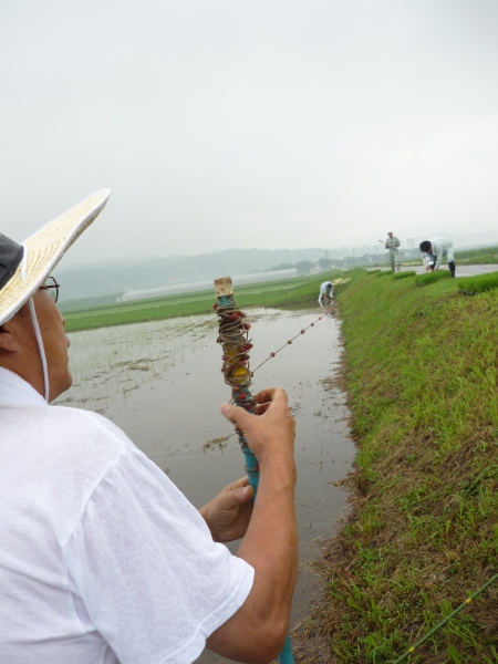 玉の井酒造田植え20080608.jpg
