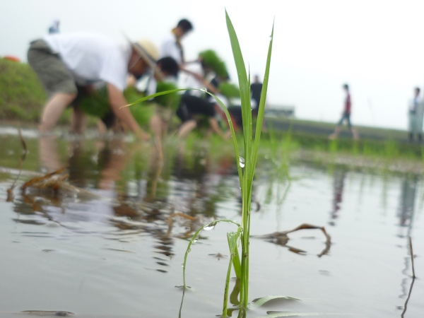 玉の井酒造田植え20080610.jpg