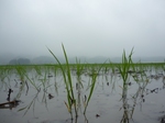 玉の井酒造田植え20080614.jpg
