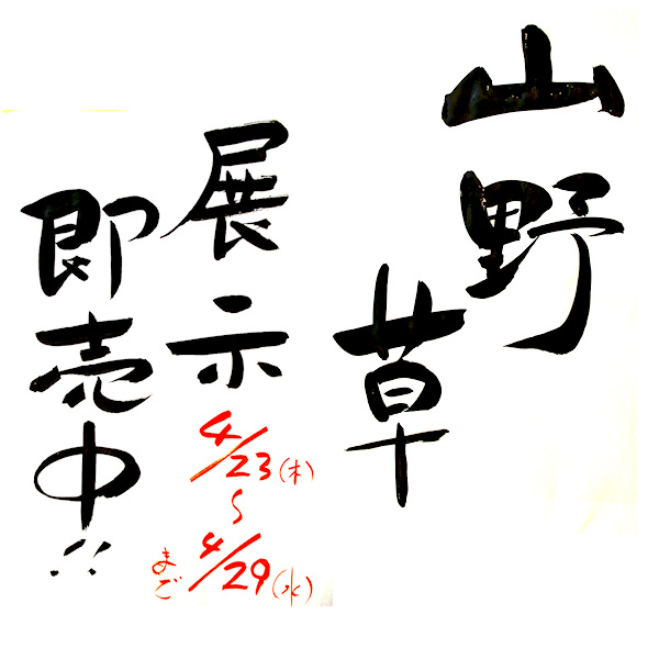 山野草20090401.jpg