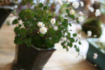 山野草20090402.jpg