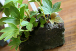 山野草20090403.jpg