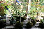 山野草20090405.jpg