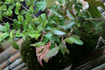 山野草20090406.jpg