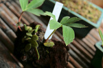 山野草20090407.jpg