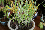 山野草20090409.jpg