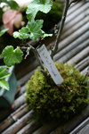 山野草20090412.jpg