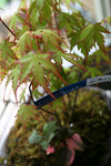 山野草20090413.jpg