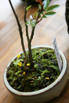 山野草20090415.jpg