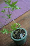 山野草20090416.jpg