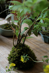 山野草20090418.jpg