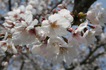 鷹来屋五代目200903019.jpg