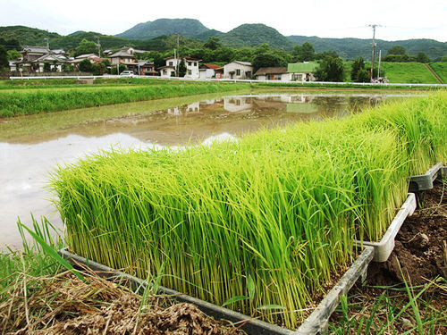 豊潤 大分三井 3期目.jpg